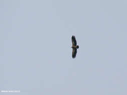 Image of Himalayan Griffon