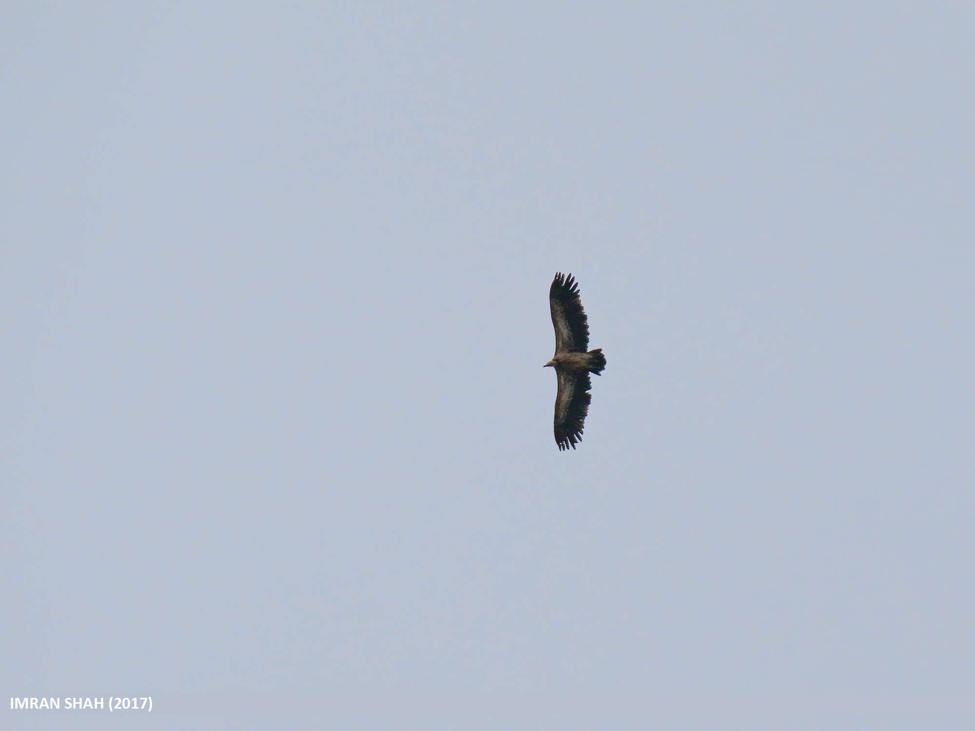 Image of Himalayan Griffon
