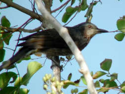 Image of Brown-eared Bulbul