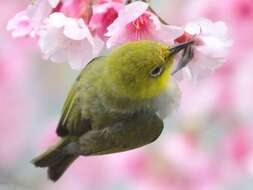 Image of Swinhoe's White-eye