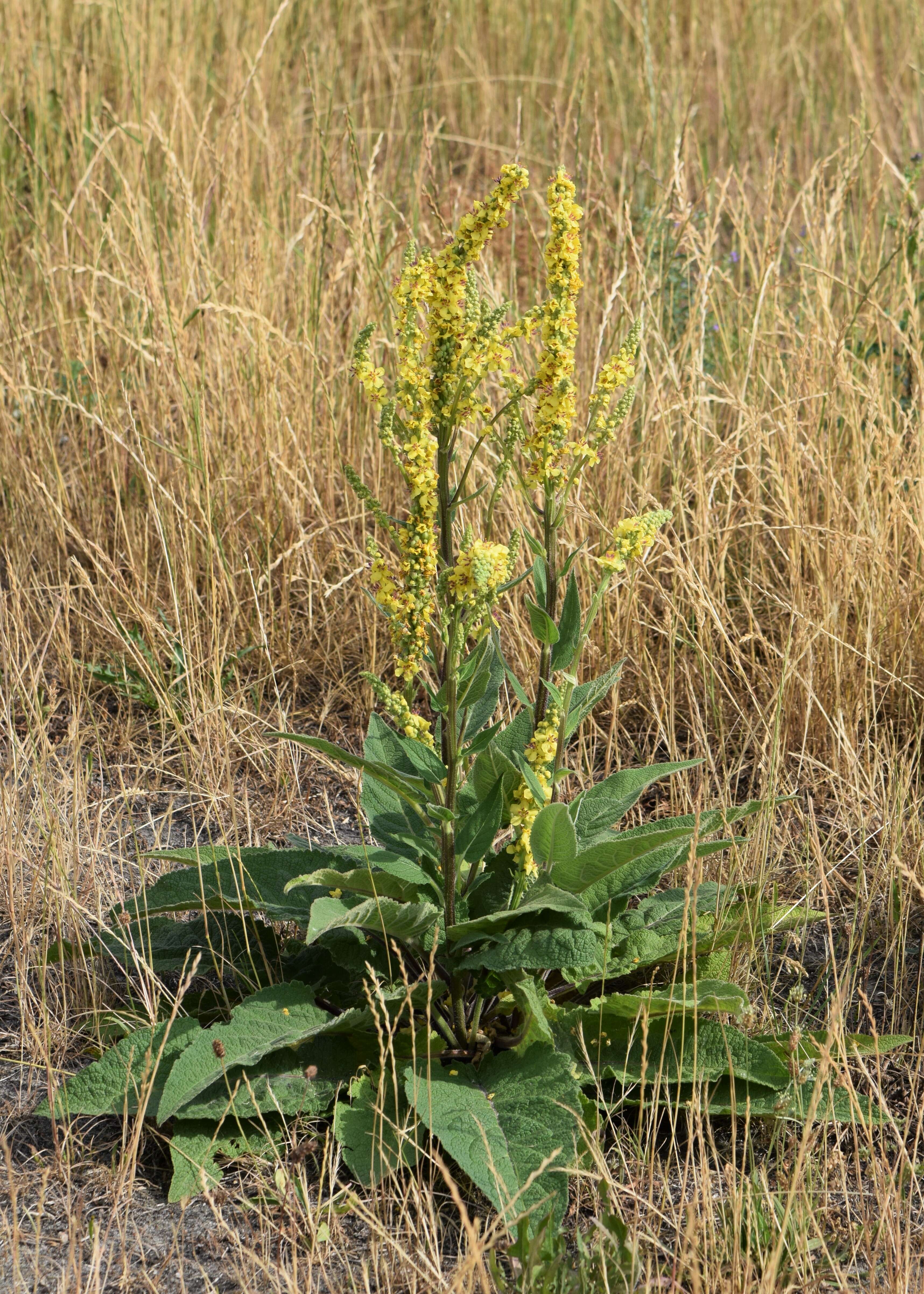 Verbascum nigrum L. resmi