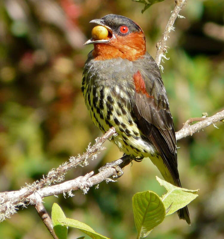 Image of Chestnut-crested Cotinga