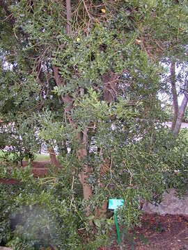 Image of Balearic boxwood