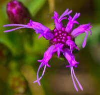 Слика од Liatris cylindracea Michx.