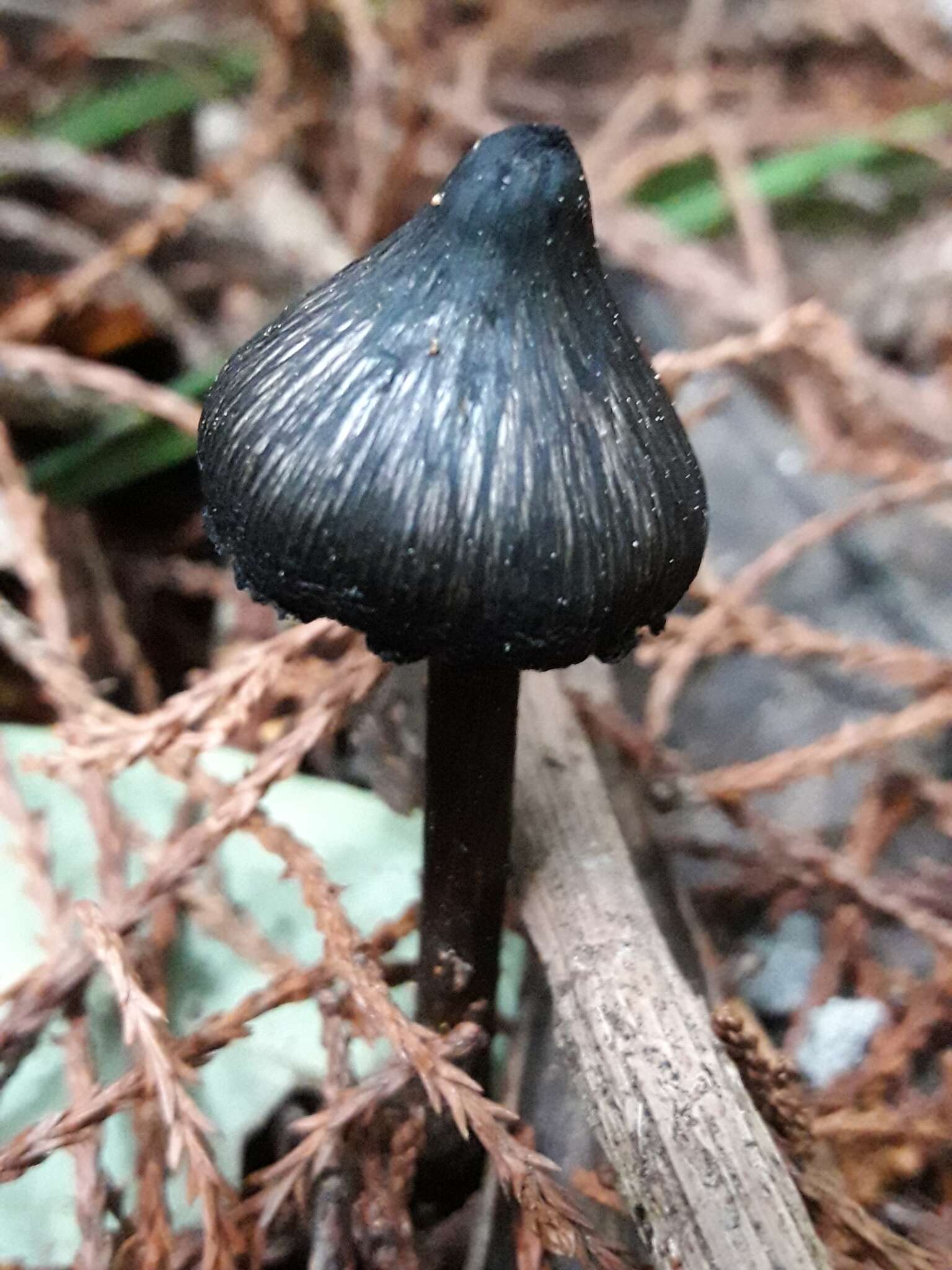 Image de Hygrocybe astatogala R. Heim ex Heinem. 1963