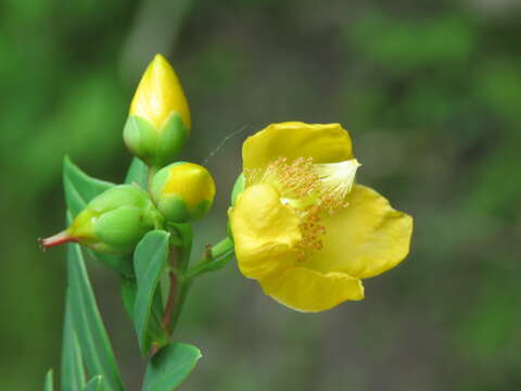 Image of Hypericum oblongifolium Choisy