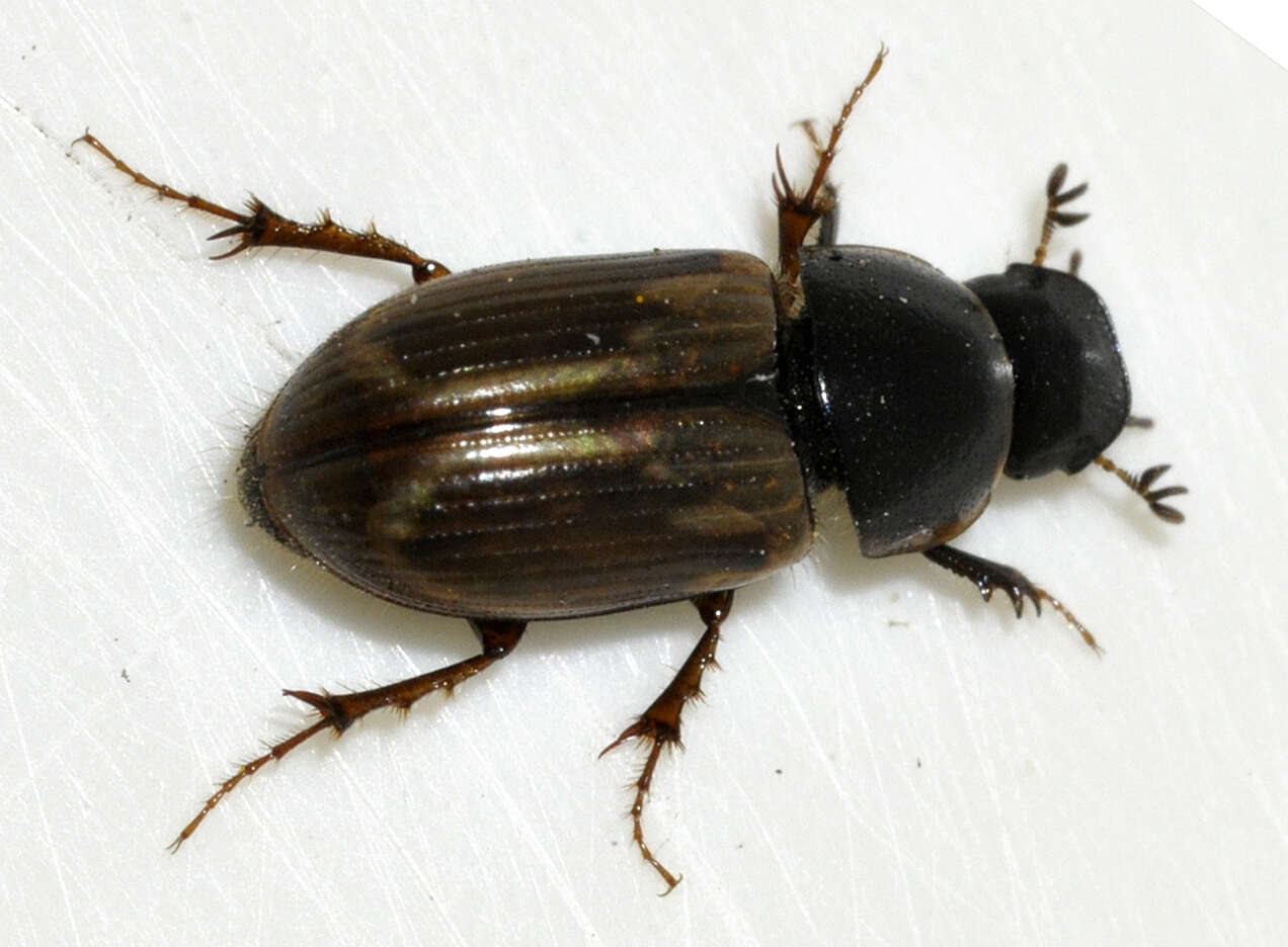 Image of Aphodius prodromus