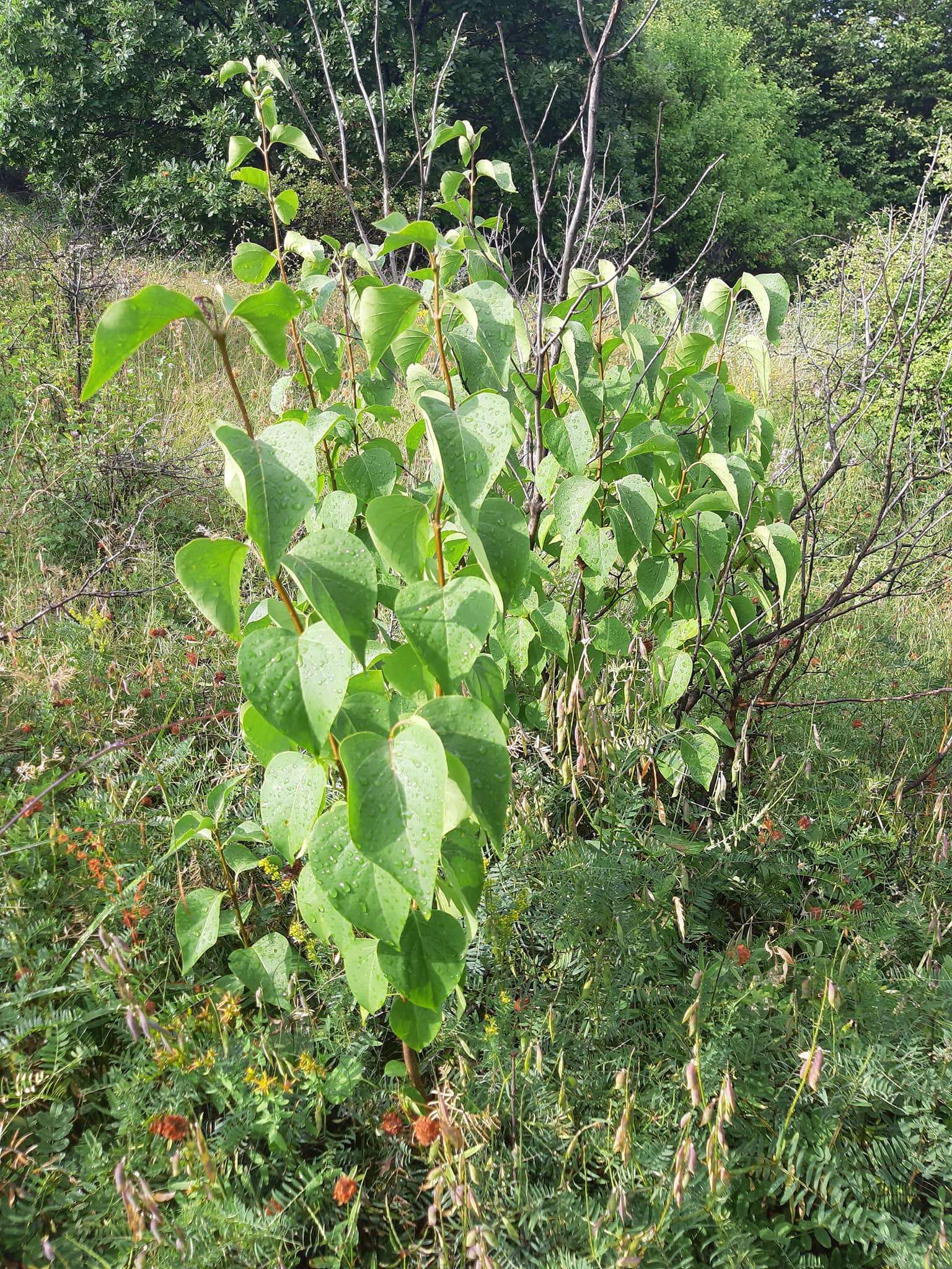 Image of Common Lilac