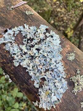 Image of Hammered shield lichen