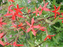 Image of royal catchfly