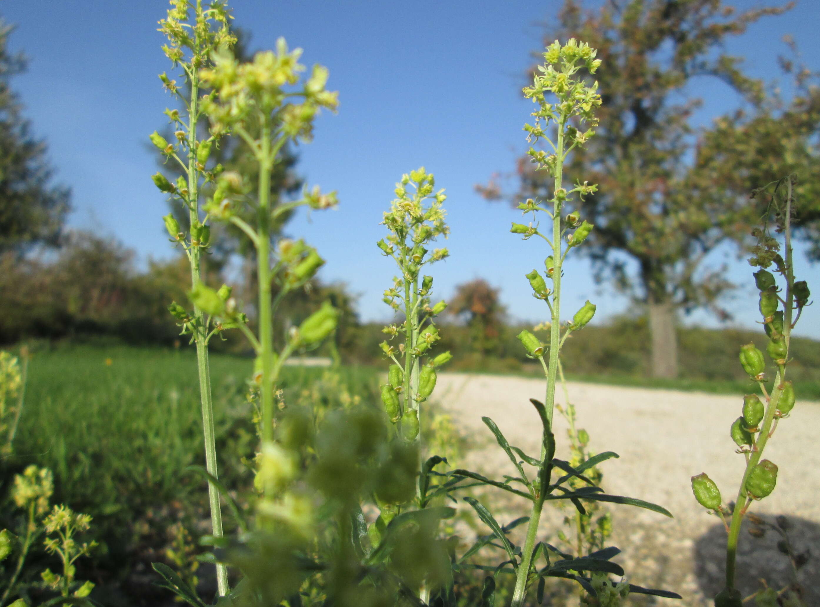 Слика од Reseda lutea L.