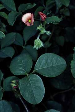 Image of Kennedia stirlingii Lindl.