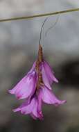 Image of Dierama pauciflorum N. E. Br.