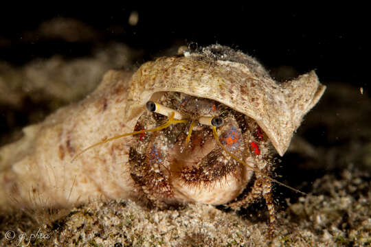 Image of Longeye hermit crab