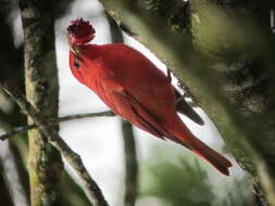 Imagem de Sanhaçu-vermelho