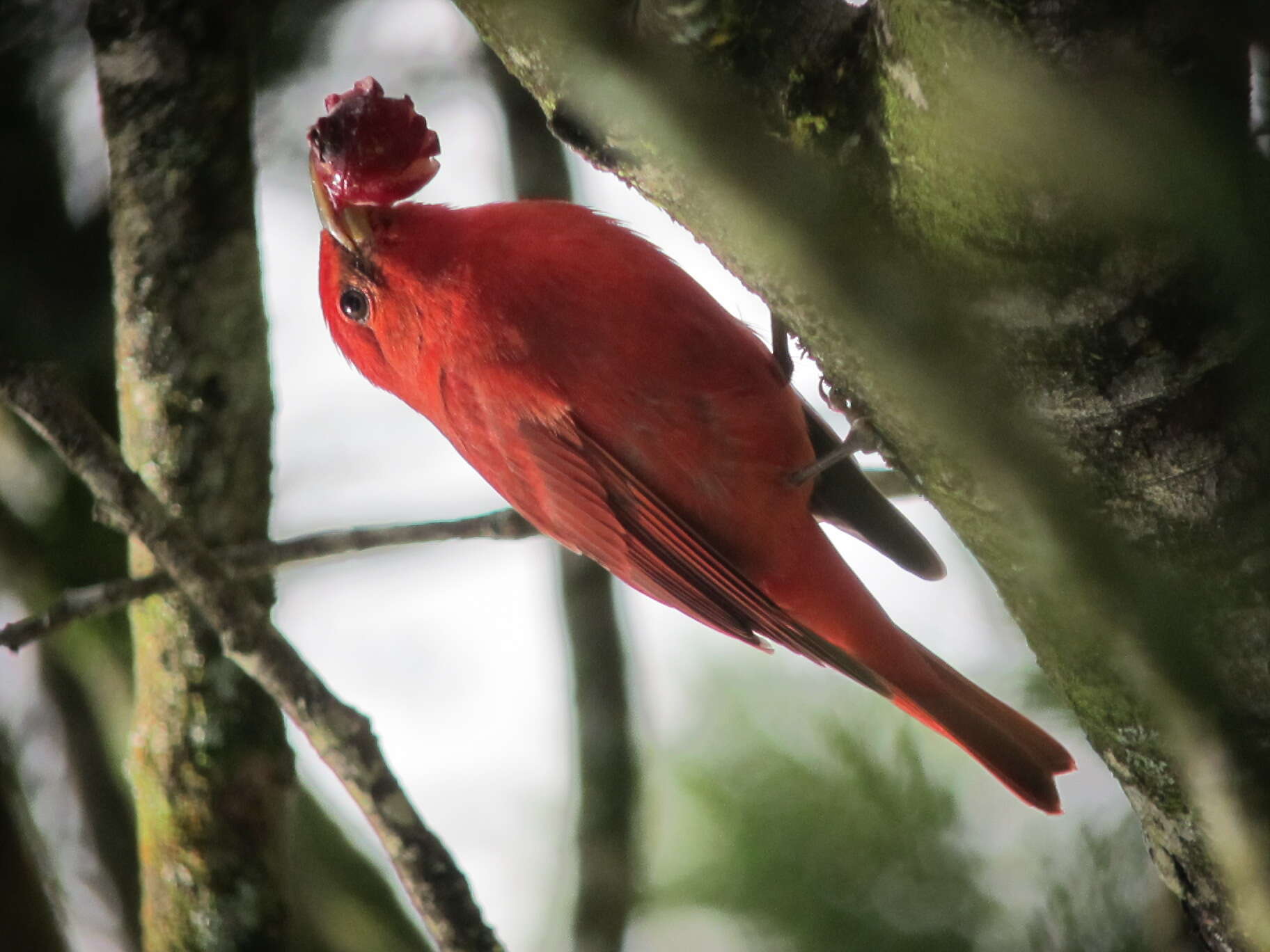 Image of Summer Tanager