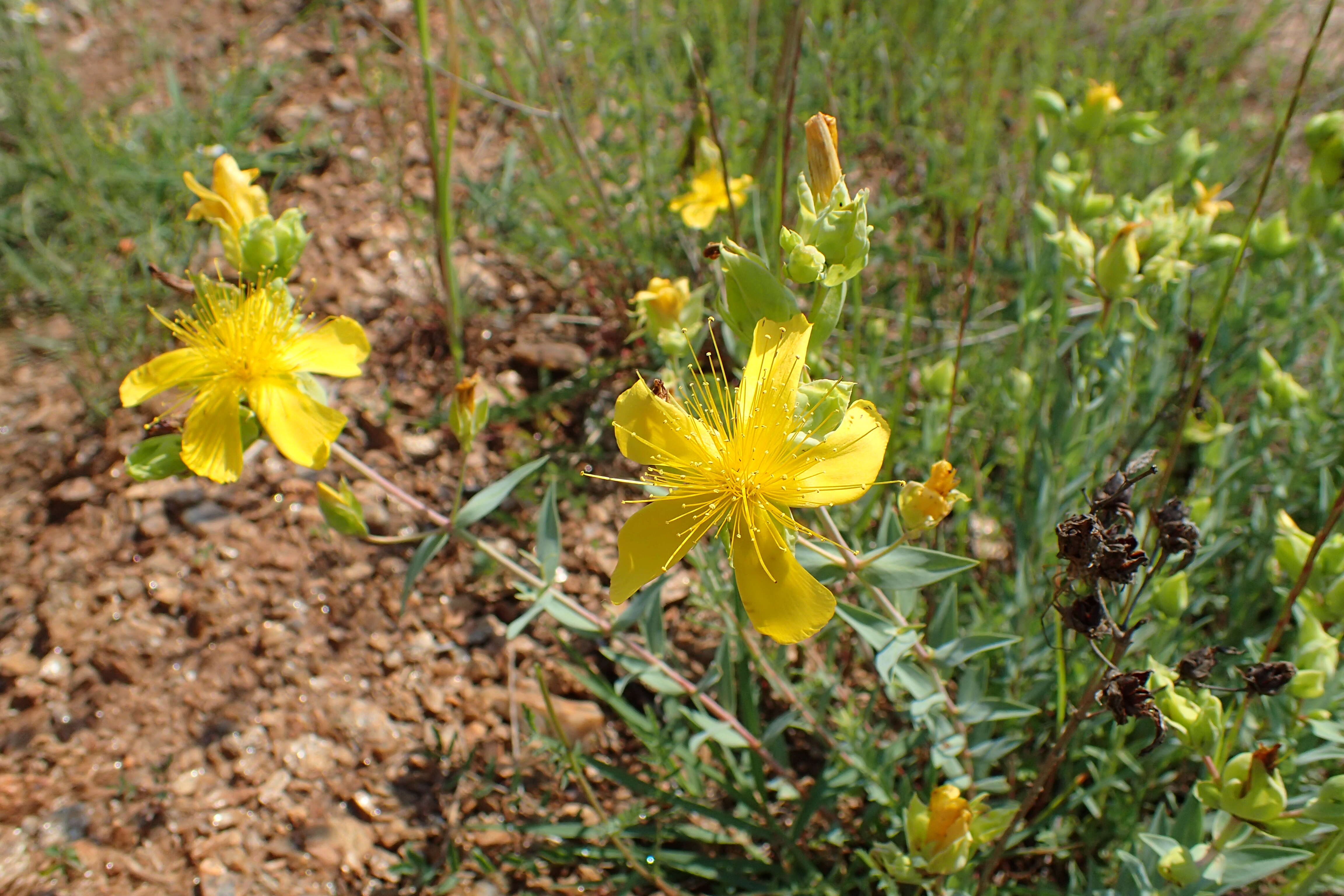 Image of Hypericum aucheri Jaub. & Spach