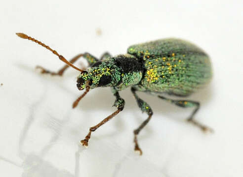 صورة Phyllobius (Dieletus) argentatus Linnaeus 1758