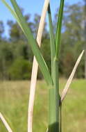 Image of Australian fingergrass