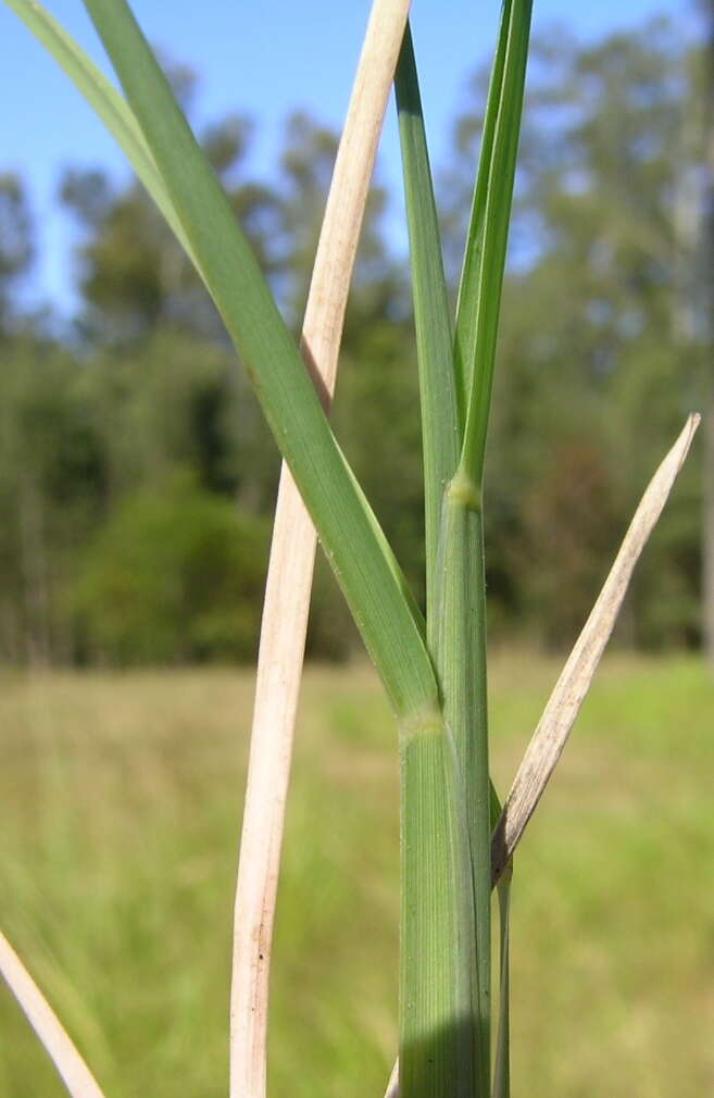 Image of Australian fingergrass