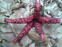 Image of octopus stinkhorn