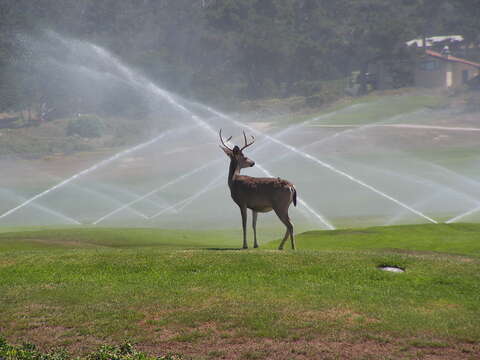 Image of Columbian black-tailed deer