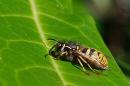 Image of Common wasp