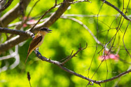 Pachyramphus aglaiae (Lafresnaye 1839) resmi