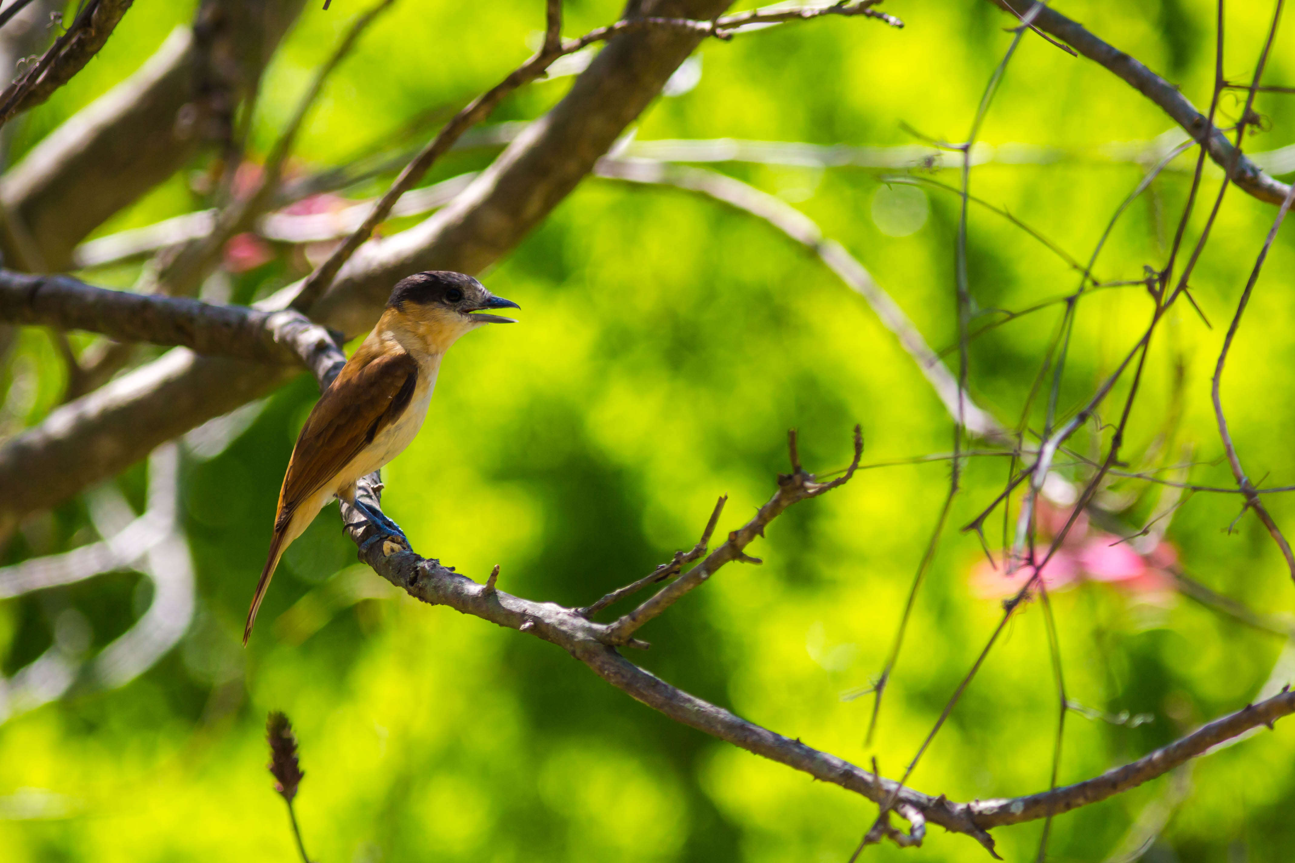 Pachyramphus aglaiae (Lafresnaye 1839) resmi