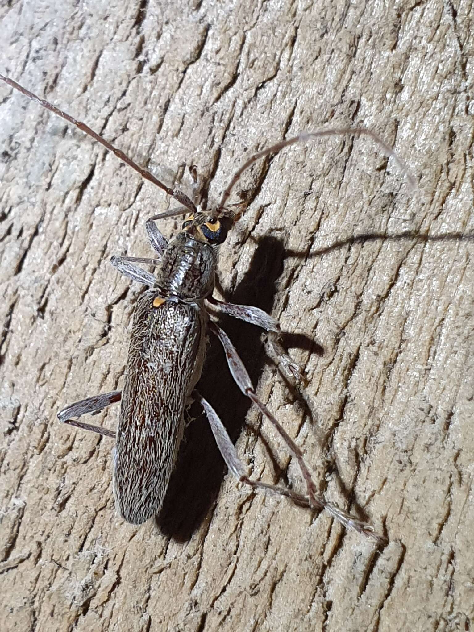 Image of lemon tree borer