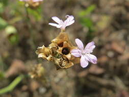 Image of Proliferous Pink