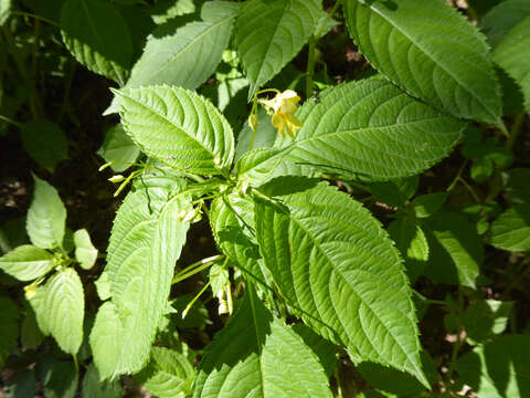 Image of small balsam