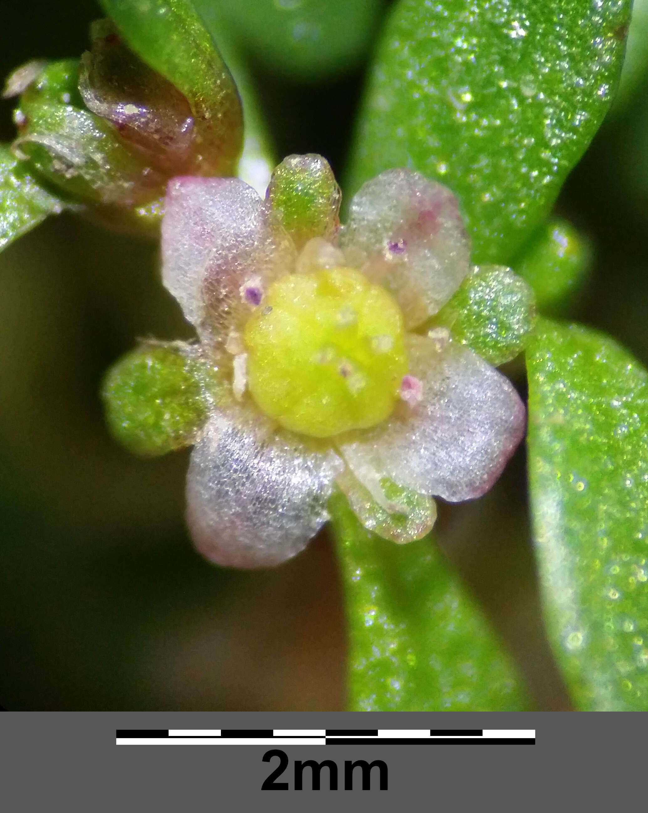 Image of eight-stamened waterwort