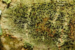 Image of lecidella lichen