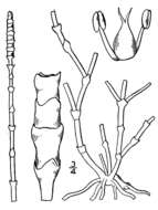 Слика од Salicornia perennis Miller