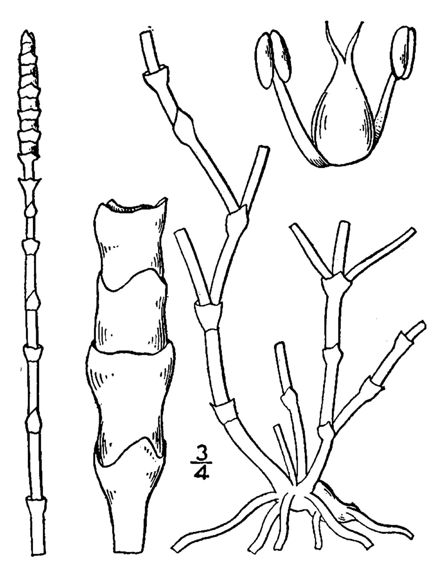 Слика од Salicornia perennis Miller