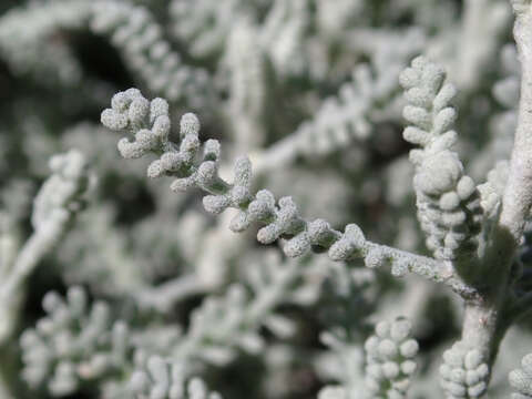 Image of lavender cotton