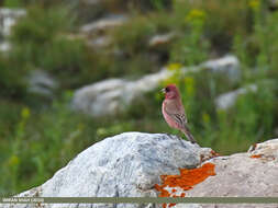 Image of Great Rosefinch