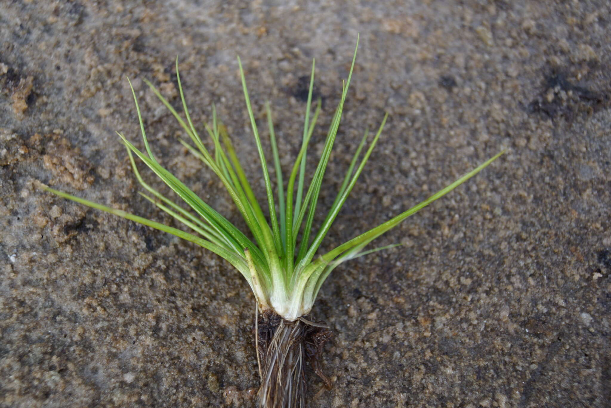 Image of spiny-spored quillwort