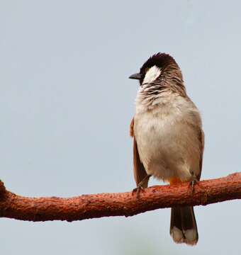 Image of White-eared Bulbul