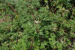 Image of cut-leaved bramble