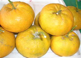 Image of Citrus × sinensis