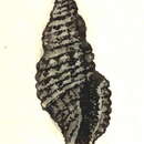 Image of Kermia cavernosa (Reeve 1845)