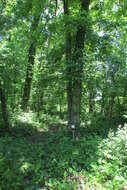 Image of shagbark hickory