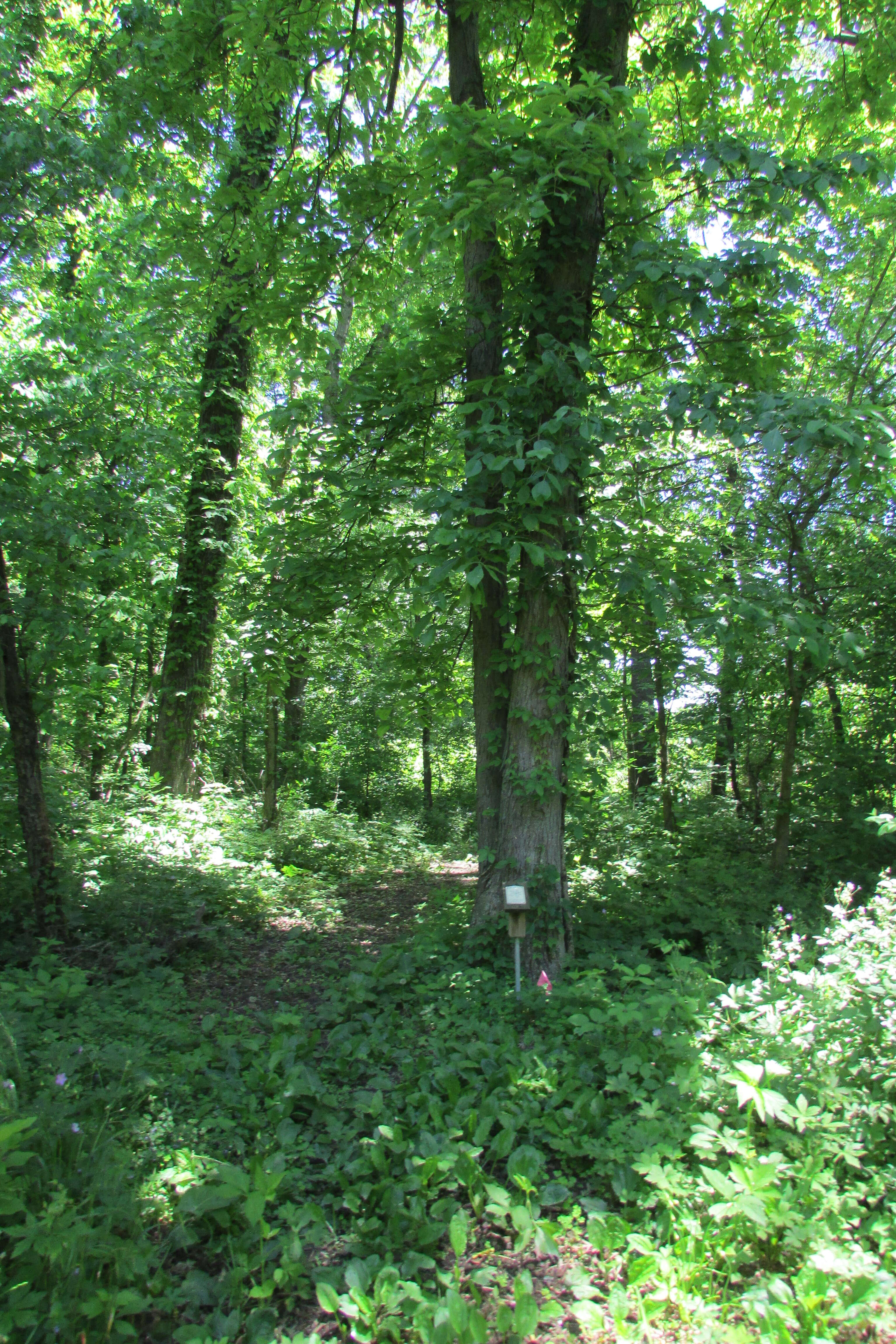 Image of shagbark hickory