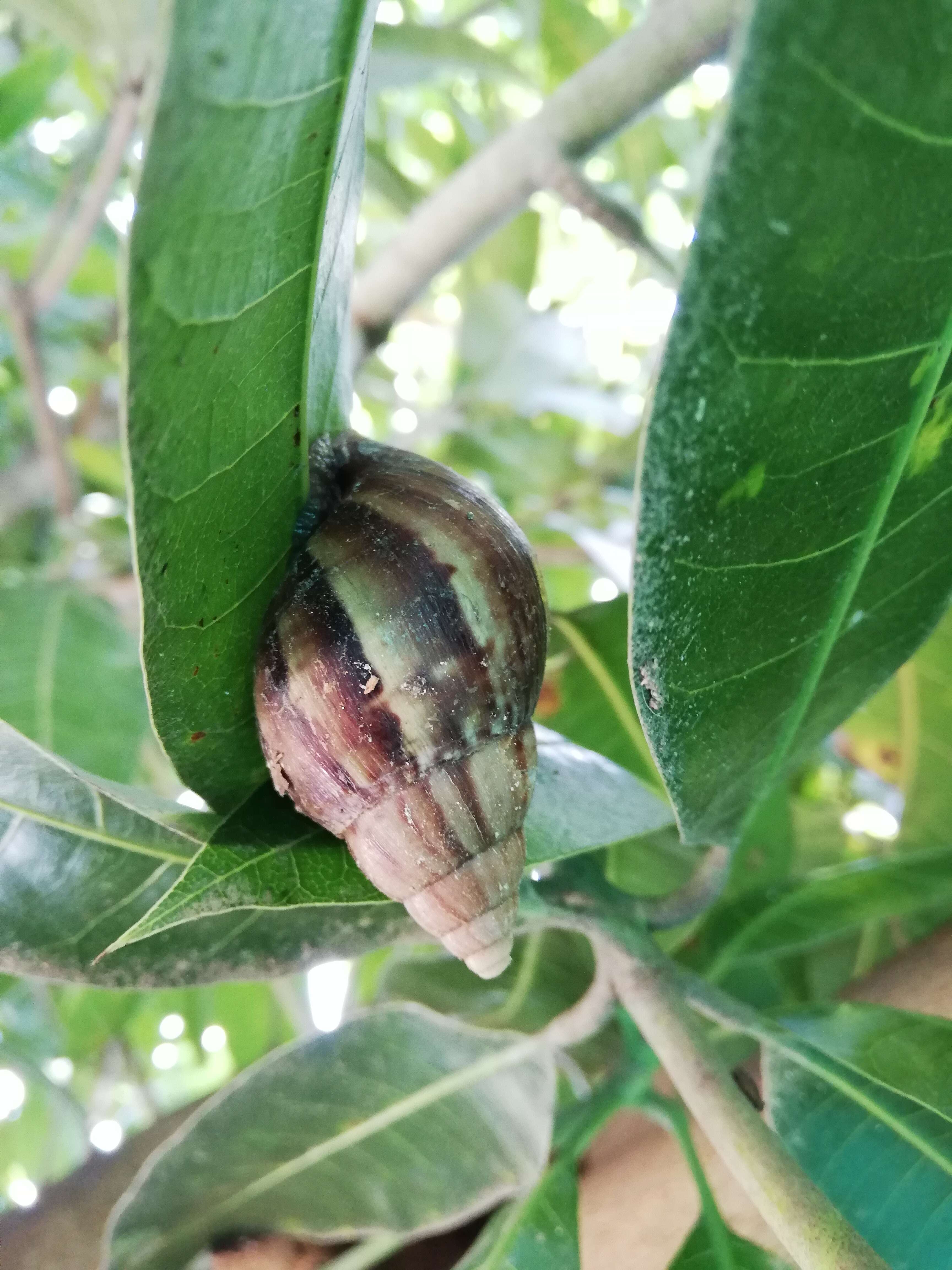 Image of Achatina fulica