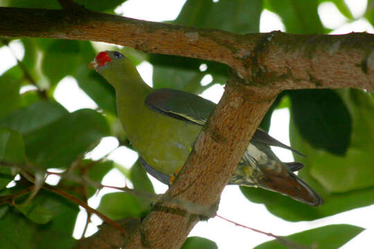 Image of African Green Pigeon