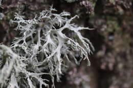 Image of farinose cartilage lichen