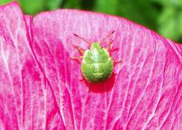 Image of Green shield bug