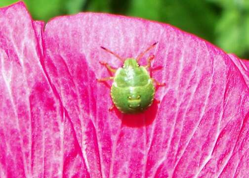 Image of Green shield bug